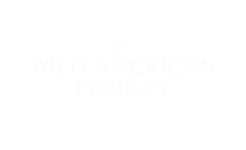 
A
WILD AMERICAN
FOREST